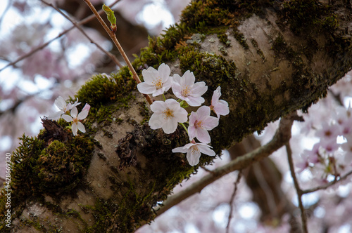 Closeup of cherry blossoms at the Quad, University of Washington, Seattle