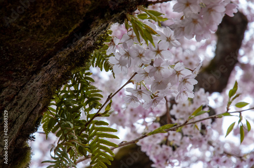 Closeup of cherry blossoms at the Quad, University of Washington, Seattle