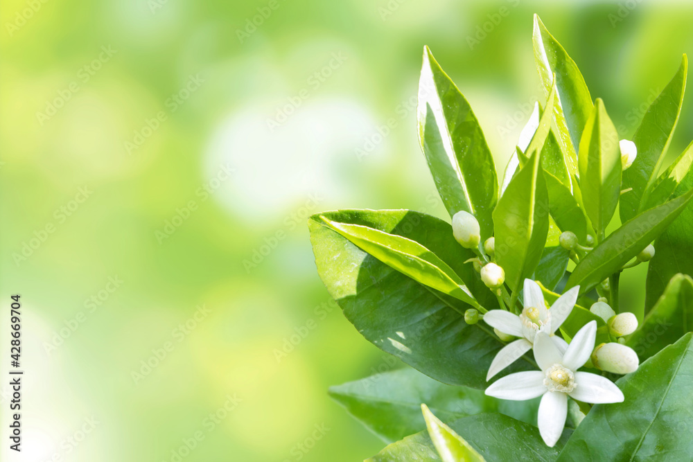 Citrus white flowers spring sunny background Citrus white flowers spring sunny background