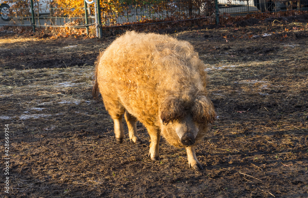 Fototapeta premium The Woolly Sheep-Pig standing in a muddy cage in the sunshine