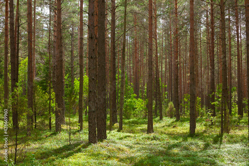 Pine forest in sunny summer day