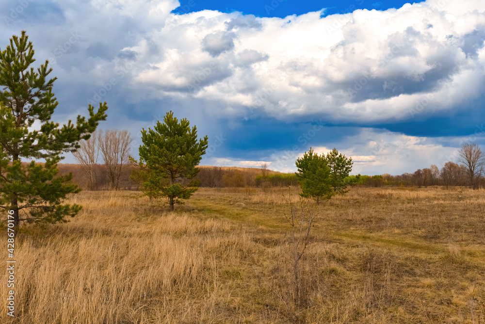 Trees in the meadow under the clouds