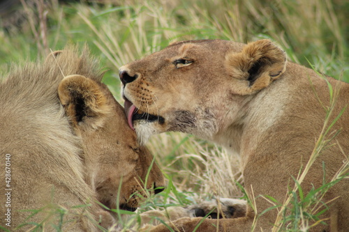 Lion Family 2