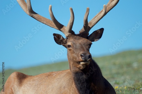 Fototapeta Naklejka Na Ścianę i Meble -  closeup of stately bull elk