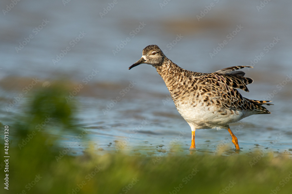 A ruff (Philomachus pugnax) A ruff (Philomachus pugnax)