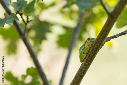 European tree frog resting on a green blackberry leaf with green background
