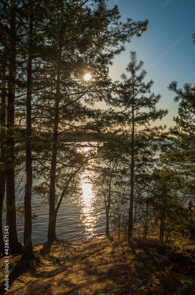 sunset in the forest