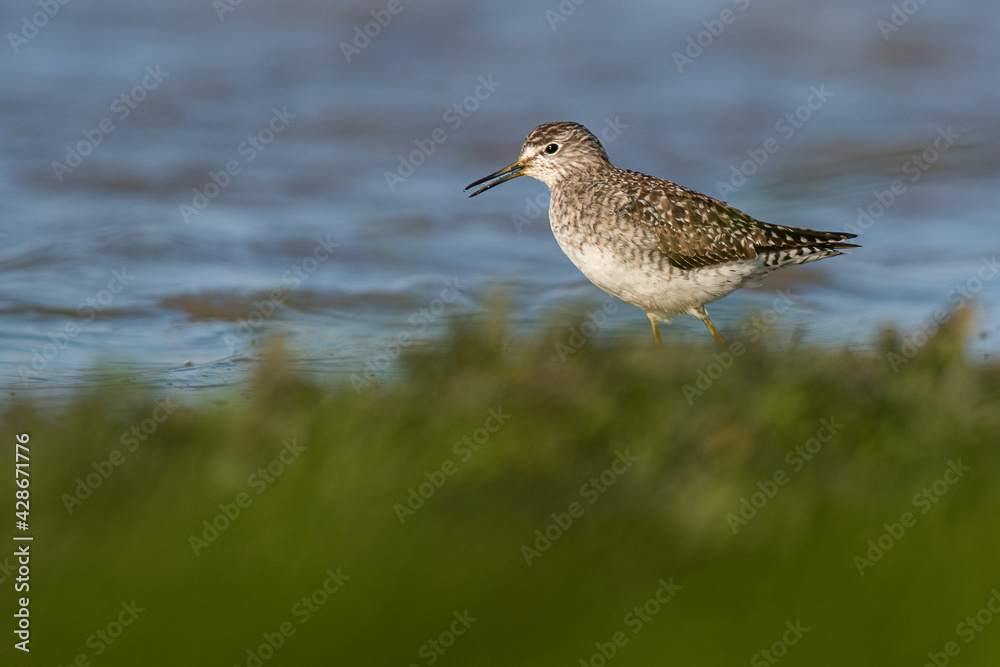 A wood sandpiper (Tringa glareola) A wood sandpiper (Tringa glareola)