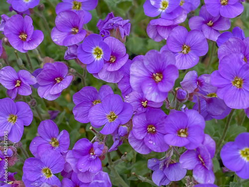 flower bed of blue pansies in springtime  full frame  close up