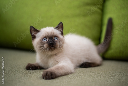 kitten Scottish British cat Burmese munchkin animals  © Дария