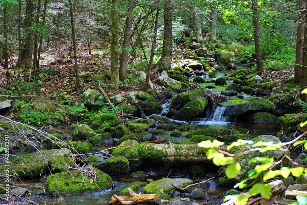 waterfall in the forest