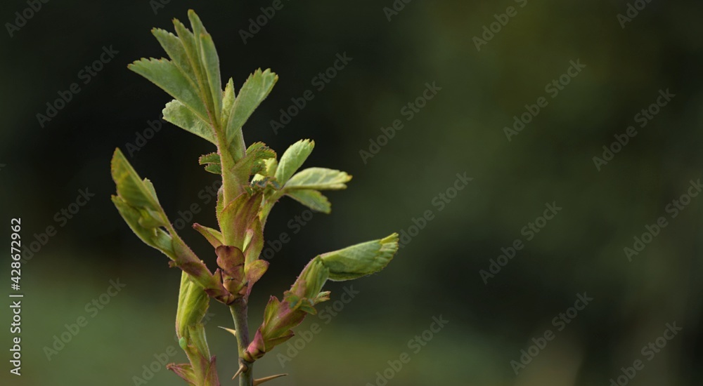 Spring leaves for background, rose carpatia young leaves Spring leaves for background, rose carpatia young leaves