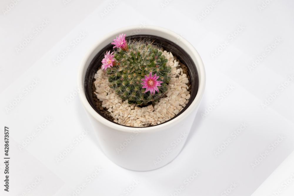 Mammillaria cactus flowers with pink blossom in clay pot on white blurred background. Selective focus. Mammillaria cactus flowers with pink blossom in clay pot on white blurred background. Selective focus.
