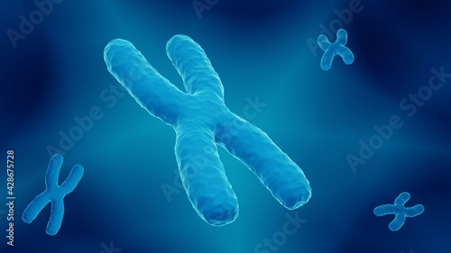 X chromosome concept, structure of human chromosomes carrying the DNA © Artur