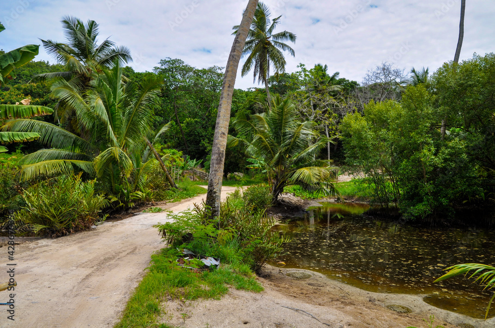 Dirt road on a tropical island