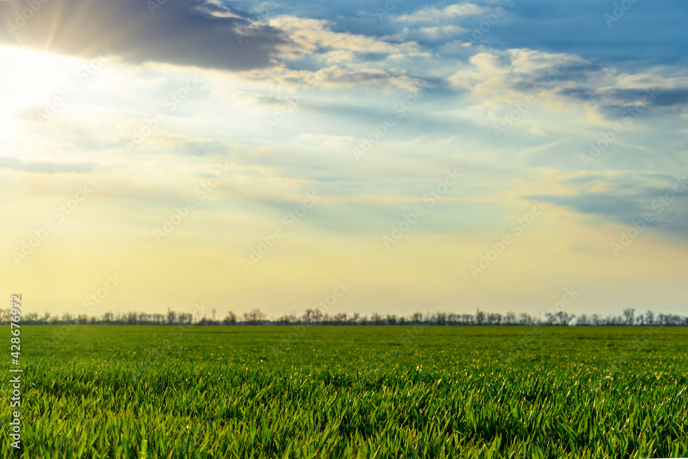 agricultural field with young sprouts and a blue sky with clouds - a beautiful spring landscape agricultural field with young sprouts and a blue sky with clouds - a beautiful spring landscape