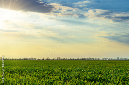 agricultural field with young sprouts and a blue sky with clouds - a beautiful spring landscape