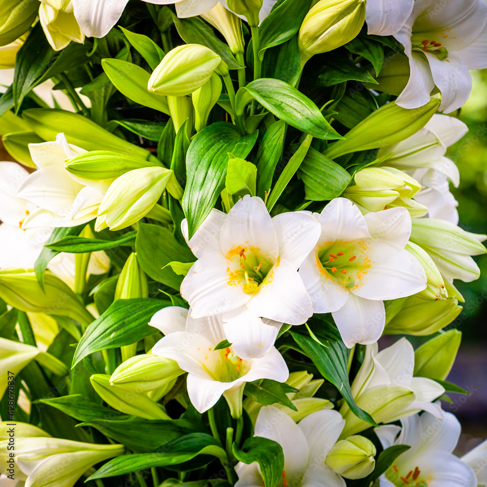 Fototapeta premium Bouquet of white lilies. Beautiful white lilies