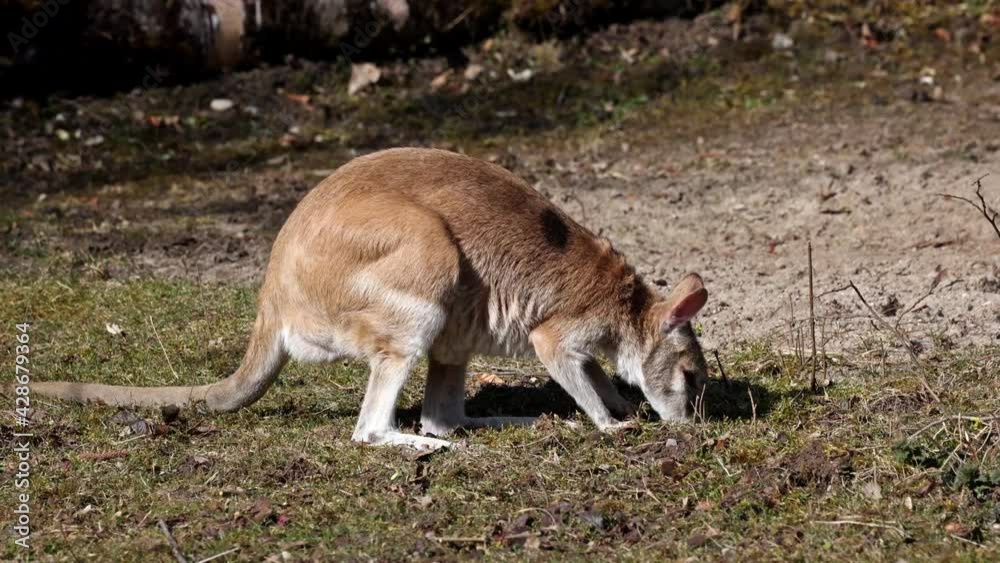 The agile wallaby, Macropus agilis also known as the sandy wallaby, is a species of wallaby found in northern Australia and New Guinea. The agile wallaby, Macropus agilis also known as the sandy wallaby, is a species of wallaby found in northern Australia and New Guinea.