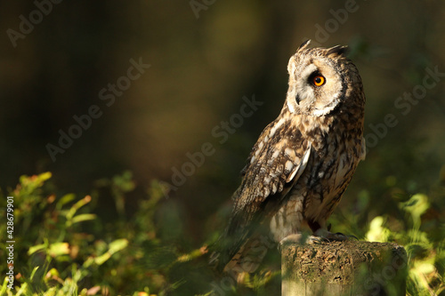 Eye of raptor, wild birds, nature reserve photo