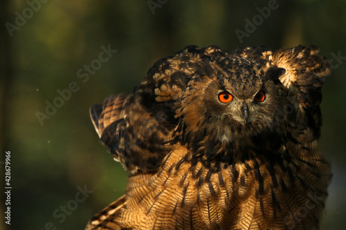 Big owl, Eye of raptor, wild birds, nature reserve photo