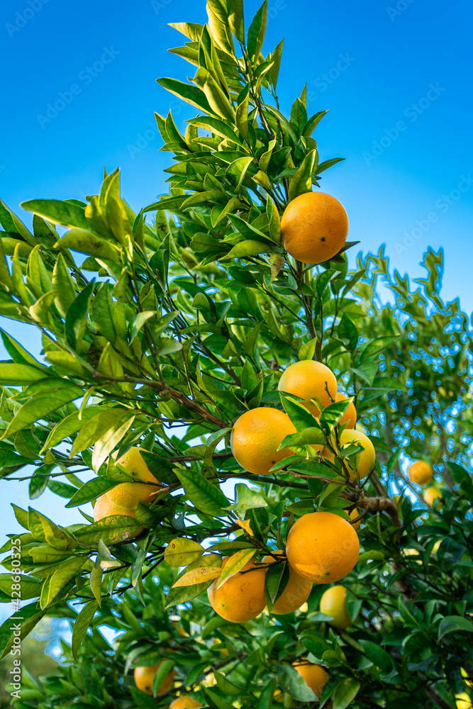 Oranges branch with green leaves on tree