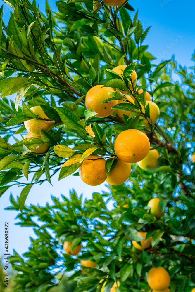 Closeup of ripe mandarins on tree Closeup of ripe mandarins on tree