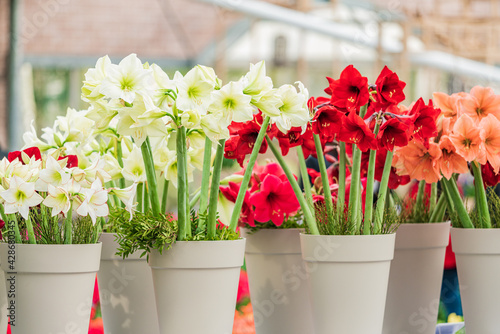 red and white amaryllis flower blooming