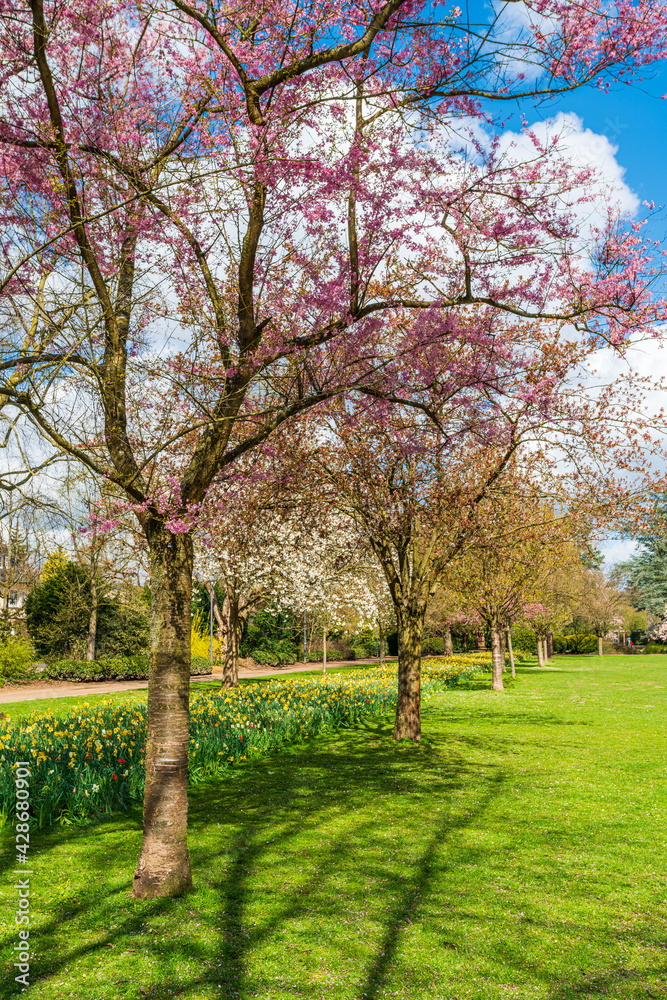 Beautiful Garden with blooming trees during spring time Beautiful Garden with blooming trees during spring time