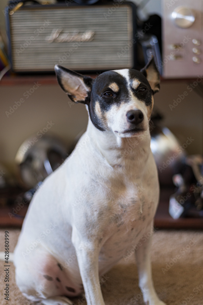 jack russell terrier