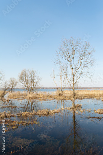 Spring flood blue lake. Trees still without leaves grow in a meadow flooded with water. Beautiful landscape with blue sky and water on a spring day.
