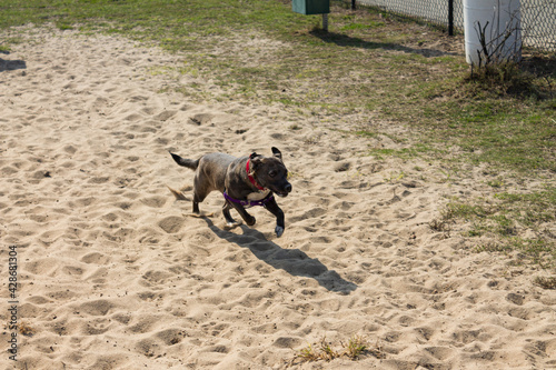dog running in the sand