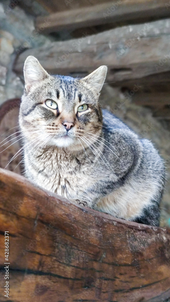 portrait of a cat