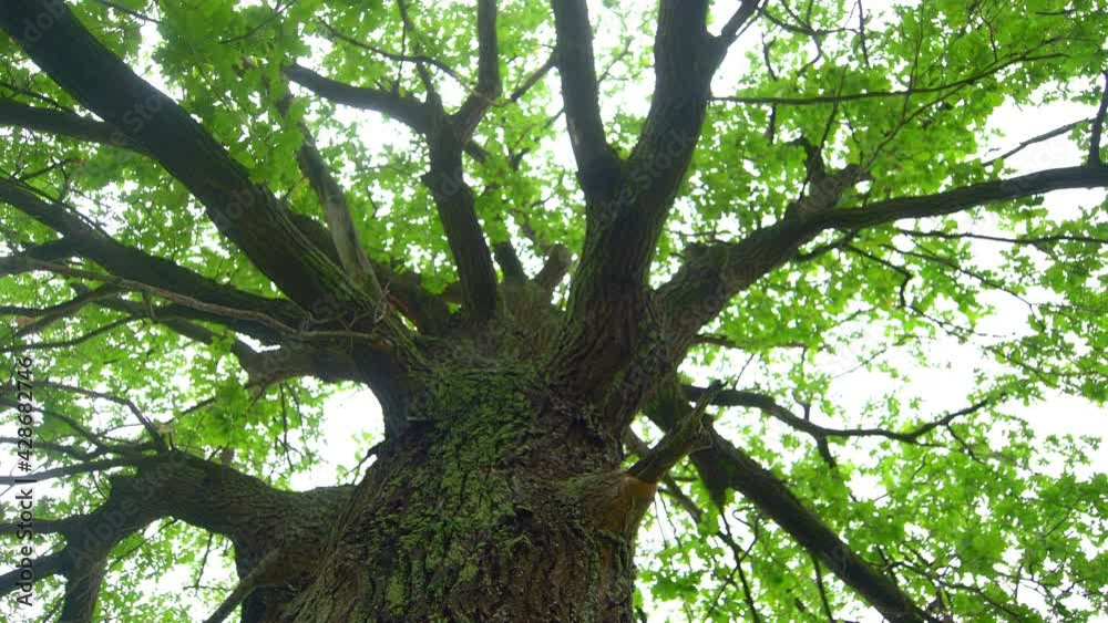 Oak tree, with rough bark and its widespread, leafy branches Oak tree, with rough bark and its widespread, leafy branches