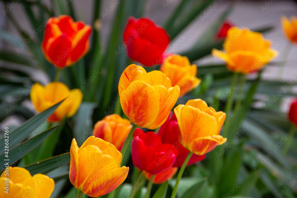 red and yellow tulips red and yellow tulips