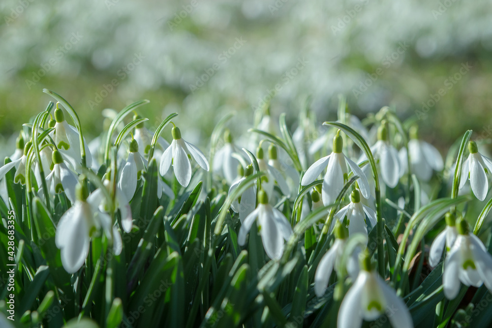 Early spring snowdrops (Galanthus nivalis). Soft selective focus Early spring snowdrops (Galanthus nivalis). Soft selective focus