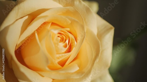 Yellow rosebud, rose bud, in sunbeams in close-up mode. Macro shot.