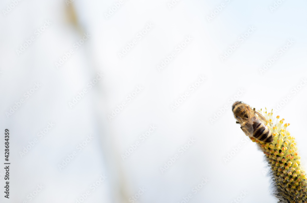 Obraz pszczoła na kwiecie wierzby fototapeta, plakat