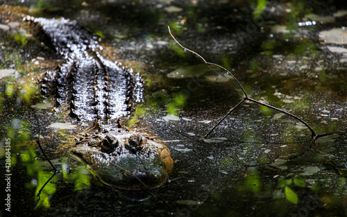 Alligator Lurking