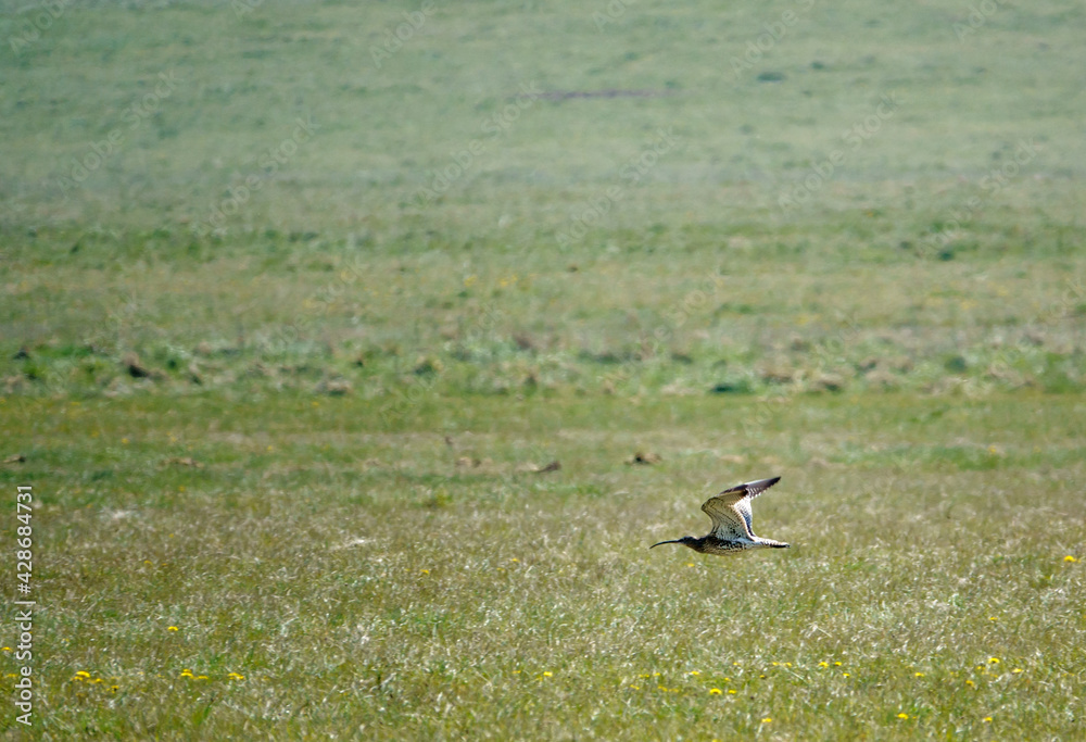a spring curlew in low level flight over meadow on Salisbury Plain military exercise grounds Wiltshire a spring curlew in low level flight over meadow on Salisbury Plain military exercise grounds Wiltshire