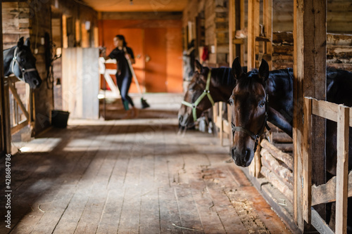 In the wooden stable, the horses stand in their stalls and wait to be fed