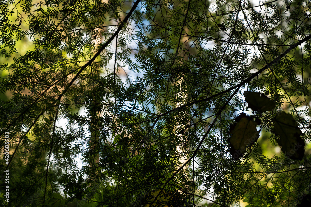 Fototapeta premium sun shining through trees