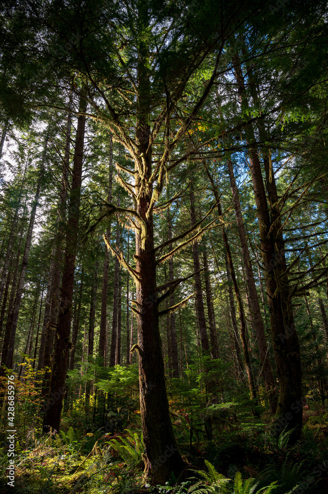 Fototapeta premium forest in autumn