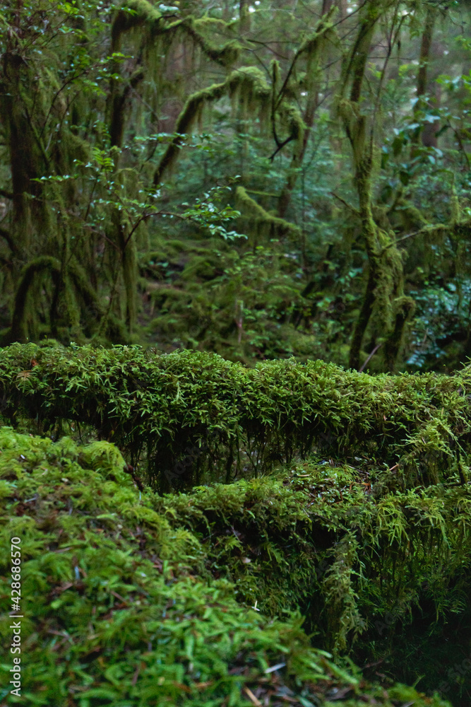 moss in the forest