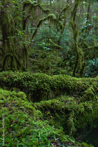 moss in the forest © Drew Lindgren