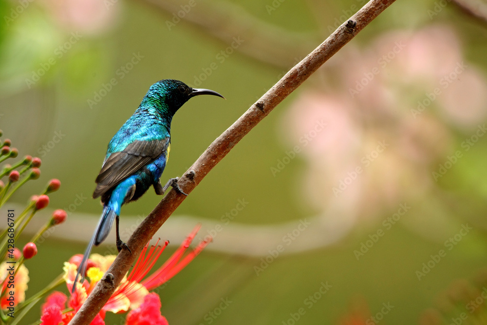 Fototapeta premium Souimanga à Longue Queue - Beautiful Sunbird (nectarinia pulchella)