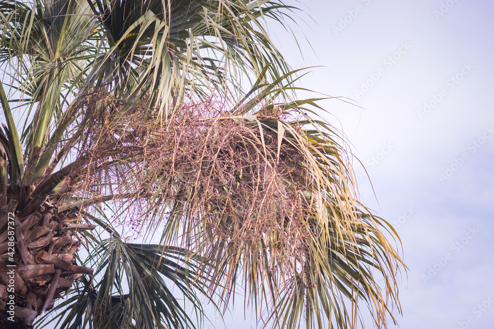 Naklejka premium Palm Tree in the Sun
