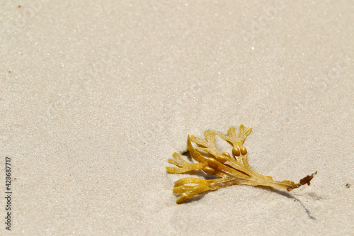 Flotsam in the sand photo