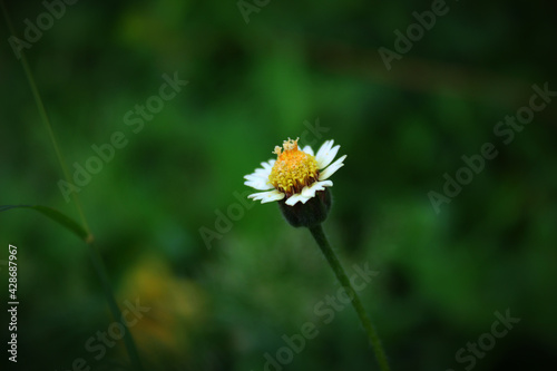 Closeup of a single tridax daisy flower blooming in the garden photo