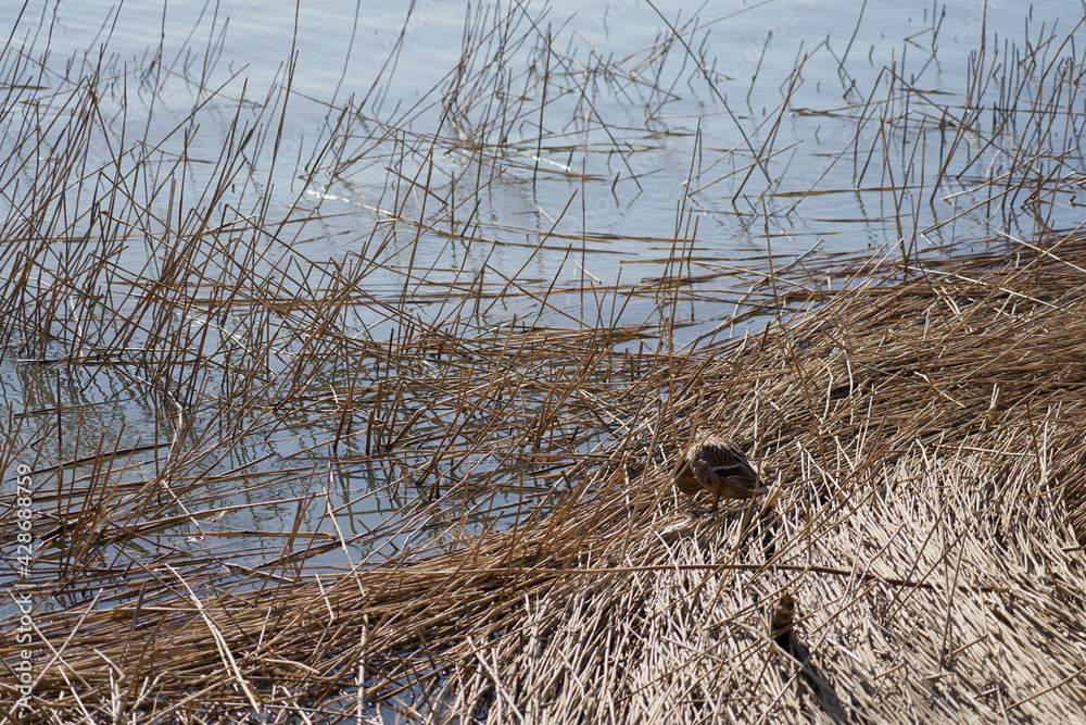 Fototapeta premium Duck on a dry plant on spring on the coast of Finland